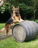Kommissar Rex