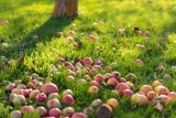DIESER Gartenfehler im Herbst kann teuer werden!