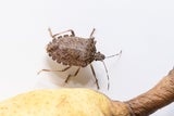 Spinnen, Wanzen und Co.: So halten Sie die ungebetenen Herbstgäste fern