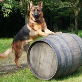 Rex