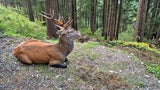 Hirsch im Pool Tirol