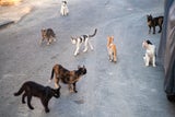 In Zyperns Straßen trifft man fast überall auf Katzen – viele von ihnen leben ohne Zuhause.&nbsp;