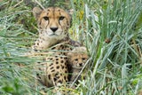 Dreifacher Nachwuchs bei den Geparden im Tiergarten Schönbrunn