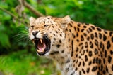 Amurleoparden