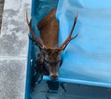 Hirsch im Pool Tirol