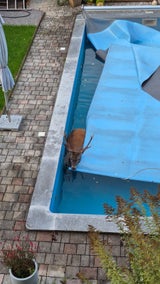 Hirsch im Pool Tirol