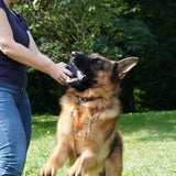 Rex
