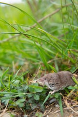 Maus