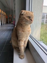 Im Zeitraum von Jänner bis Oktober dieses Jahres wurden 88 Scottish Fold Katzen aufgenommen.&nbsp;