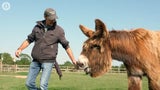 Langohren-Bambou: Seine Ohren sind länger als ein Lineal – ein neuer Weltrekord.&nbsp;