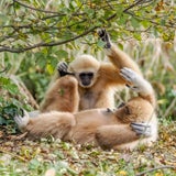Gibbons im Zoo Salzburg