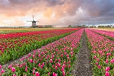 Finger weg: Warum Sie jetzt noch keine Tulpen kaufen sollten