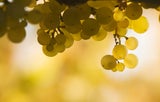 Bester Riesling der Welt kommt aus Niederösterreich