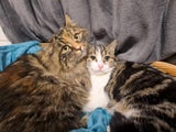 Katzen Alm zurückgelassen Schnee