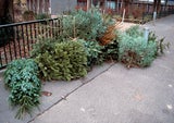 Weihnachtsbaum entsorgen: Diese Fehler sollten Sie unbedingt vermeiden