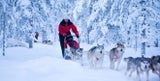 Rasant. Auf dem Husky-Schlitten gleiten Sie durch&nbsp;die stille Winterlandschaft.