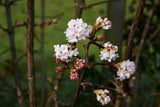 Winterblüher: Diese Gehölze sorgen schon jetzt für Frühlingsgefühle