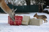 Weihnachtren mit den Tieren im Zoo.