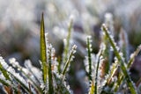 Macht fast jeder: Dieser häufige Winter-Fehler zerstört Ihren Rasen