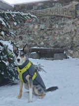 Jäger erschießt Border Collie
