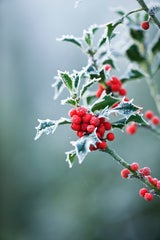Von Mistel bis Myrte: Die geheimen Botschaften der Weihnachtspflanzen