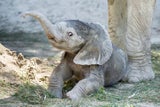 24 Mal Tierbaby: Der Schönbrunn Tiergartenkalender 2026
