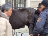 Das Pferd erlitt starke Abschürfungen.