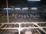 Grausame Misshandlungen in größter Schweinefabrik Österreichs