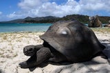 Riesenschildkröte. Die sanften Reptilien zeigen keine Scheu vor den Touristen.
