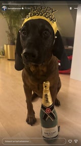 Ex-Kanzler Nehammer und Kern schicken tierische Fotos