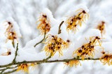 Winterblüher: Diese Gehölze sorgen schon jetzt für Frühlingsgefühle