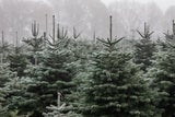 Christbaum-Guide: So finden Sie den perfekten Baum für Ihr Zuhause