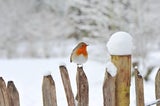 Darum sollten Sie im Winter einen Tennisball in den Garten legen