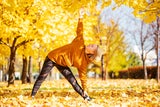 Fit durch die Erkältungssaison: Diese Sportarten stärken Ihr Immunsystem