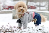 Hund im Schnee