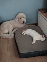 Wiedersehen nach einem Jahr: Vermisster Kater Spot kehrt zu seiner Familie zurück.