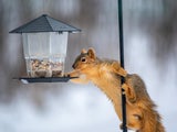 Die wichtigsten Gartenarbeiten, die Sie im Jänner nicht verpassen dürfen