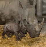 Nashorn
