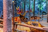 Magisches Lappland: Nordlichter, Weihnachtsmann & Winterabenteuer in Rovaniemi