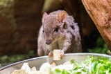 Süßer Nachwuchs bei Bürstenschwanz-Rattenkängurus