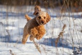 Hund im Schnee