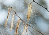 Allergiker aufgepasst! Pollensaison 2026 beginnt - das müssen Sie JETZT wissen