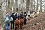 Ausflugstipps für die Feiertage: Das können Sie in und rund um Wien machen
