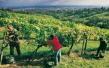 Wiener Wein-PFUSCH-Skandal: "Fake-Bio" vom Weingut Cobenzl