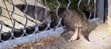 Biberratte befreit: Nutria war in Einfahrtstor verkeilt