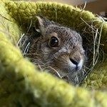 Negativ-Rekord: immer mehr Tiere brauchen Hilfe