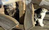 Katzen vom Berg gerettet