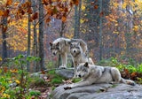 Wolfsrudel
