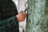 Weihnachtsbaum-Allergie: Ihr Christbaum könnte Sie krank machen!