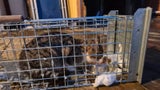 Katzen auf Skipiste ausgesetzt – aufwendige Rettung